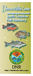 Dennis Wildlife Center Brochure Cover