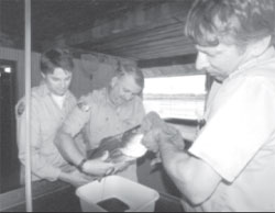 Stripping eggs from female striped bass prior to fertilization