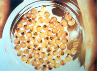 Fish eggs