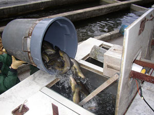 Moving fish to stocking truck